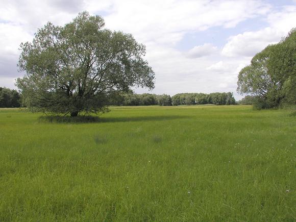 Zahlinicke_louky_25-07-02.jpg